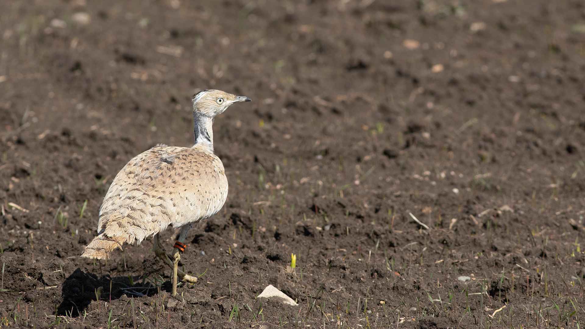 Macqueen's Bustard